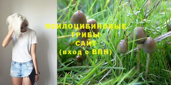 прущие грибы Алзамай